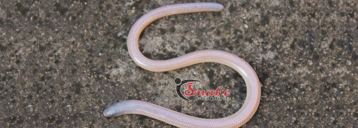 Snake