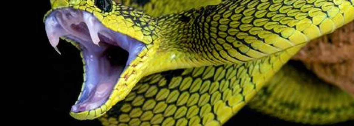 event snake