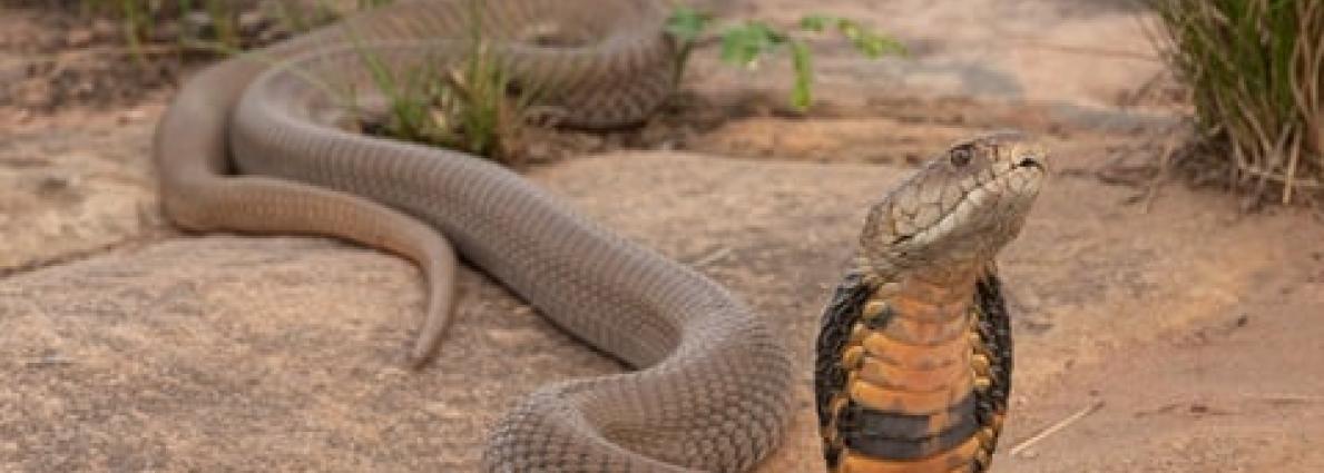 Snake
