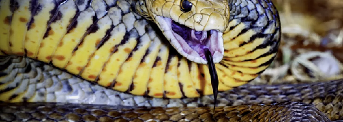 Highlights snake