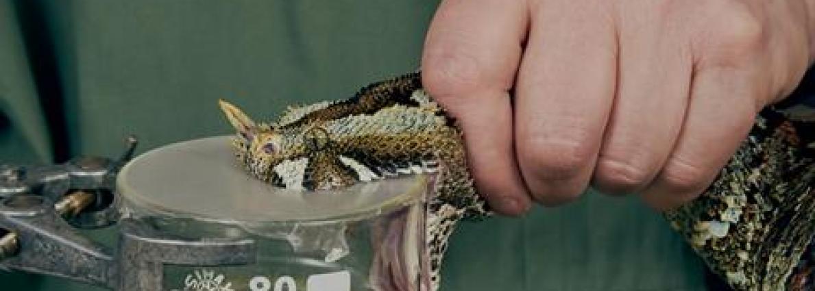 snakebite