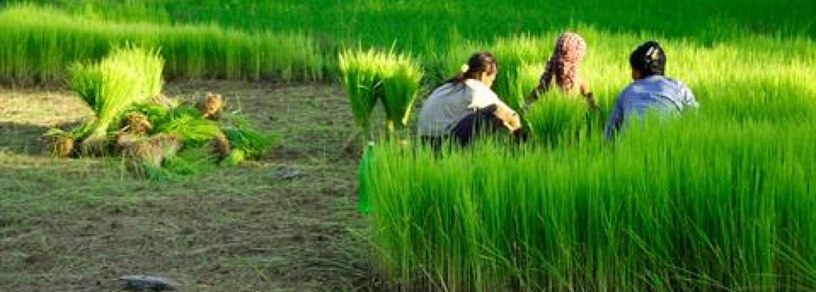 agriculture-worker