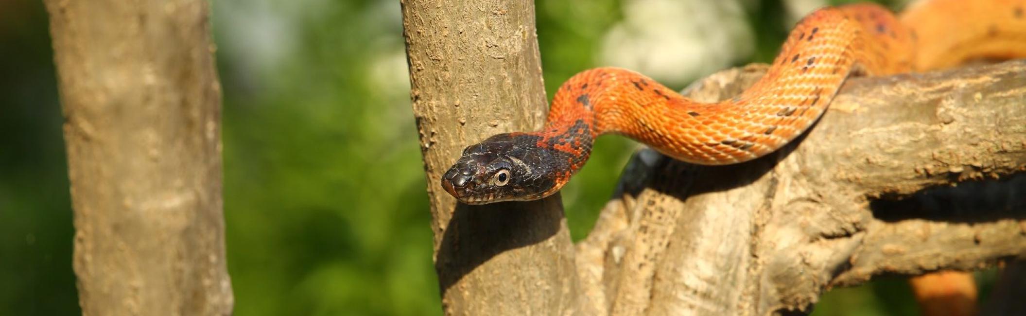 Snake