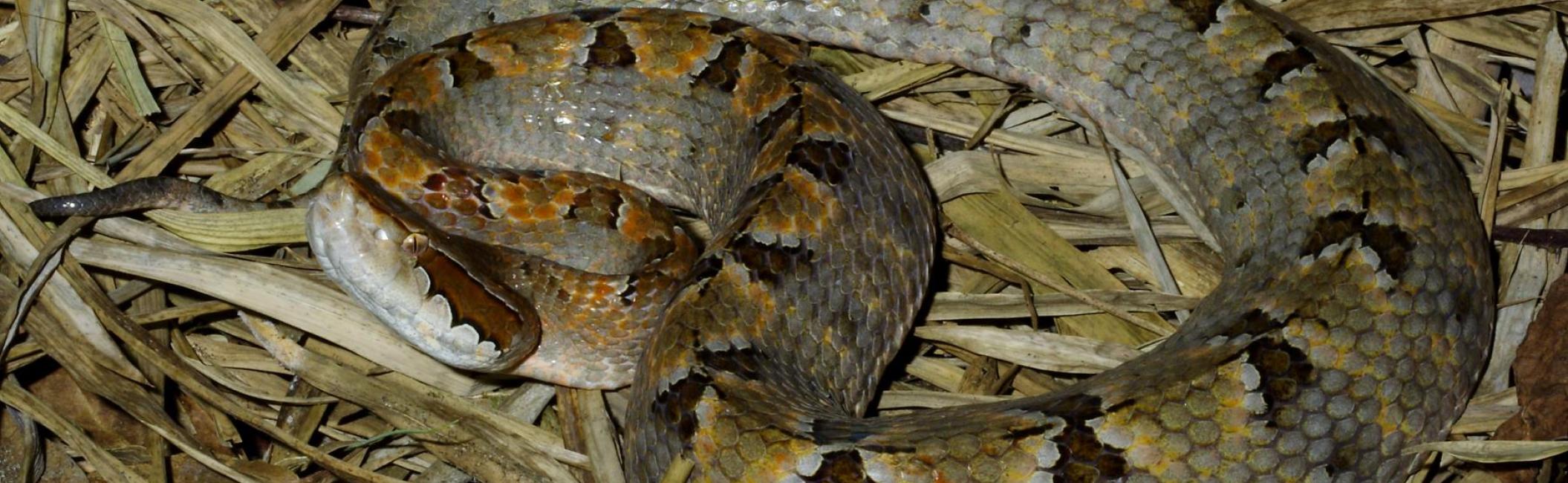Snake