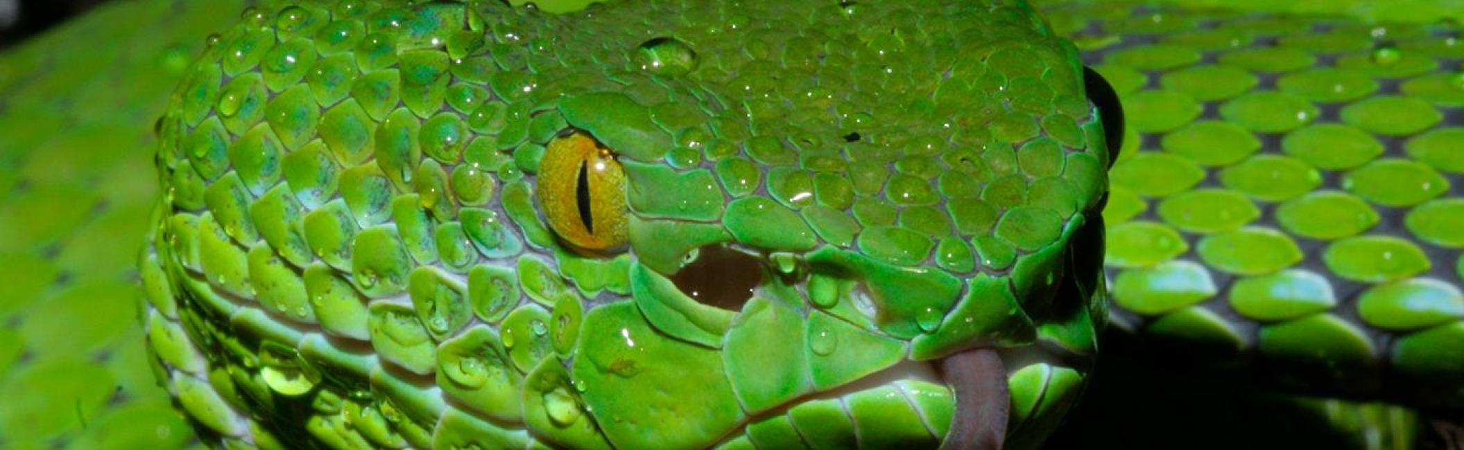 Snake