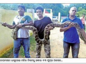 Snake