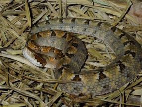 Snake