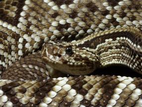 Snake