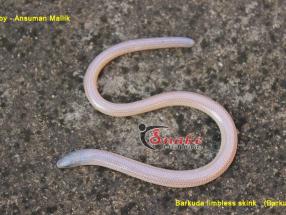 snake