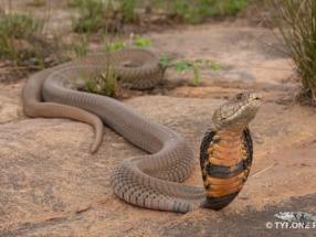 Snake