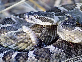 snake global action