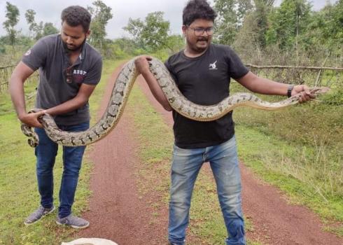snake rescuers