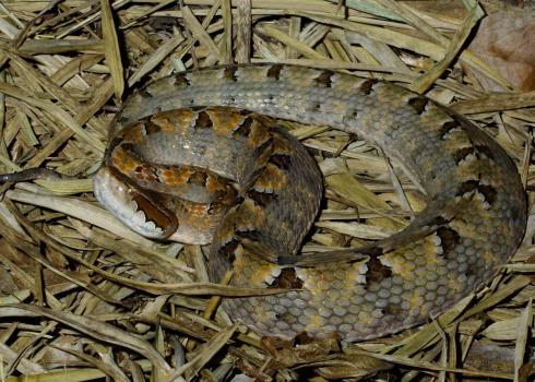 Snake