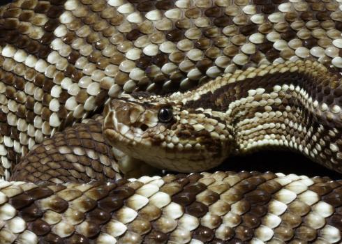 Snake