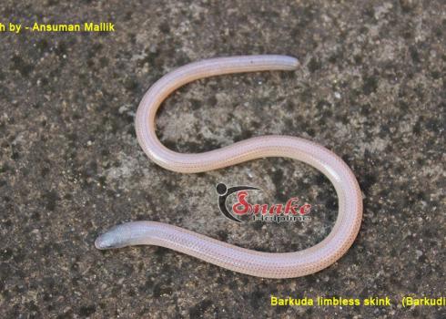 Snake