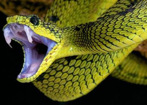 event snake