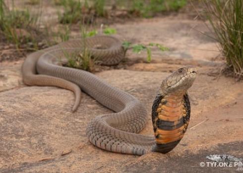 Snake