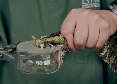 snakebite