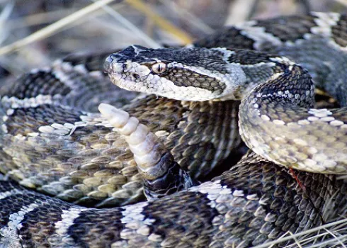snake global action