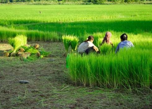 agriculture-worker