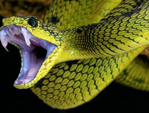 event snake