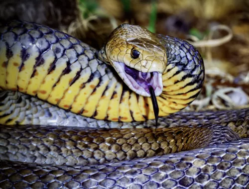 Highlights snake